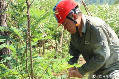 曾都供電公司組織拉網式巡視和樹障清理工作
