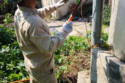 通安供電所及時消除通安市鎮20號綜合變及線路上的藤蔓