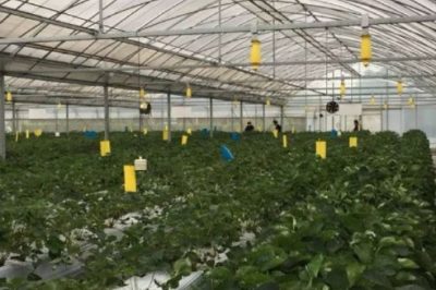 中國科學家在全國用高壓電種菜30年 產量驚人