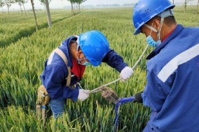 戰(zhàn)疫情 保供電#風(fēng)吹麥成浪，田間施工忙，周末不打烊，供電有保障